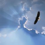 Soar