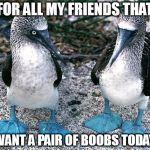 Blue Footed Boobies | FOR ALL MY FRIENDS THAT; WANT A PAIR OF BOOBS TODAY | image tagged in blue footed boobies | made w/ Imgflip meme maker