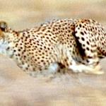 I like to go fast cheetah