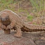 Pangolin