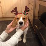 Grumpy Beagle Hates cristmas