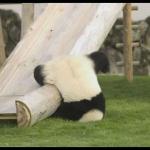 Panda Fail