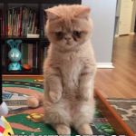 standing cat | FELIS ERECTUS; THE NEXT STEP OF THE CAT EVOLUTION | image tagged in memes,funny,standing cat,evolution | made w/ Imgflip meme maker