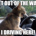 catsale | GET OUT OF THE WAY! I DRIVING HERE! | image tagged in catsale | made w/ Imgflip meme maker