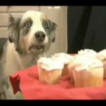 Dog cake suffering
