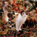 Calico Cat In Nature 