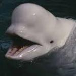 beluga