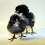 Black Baby Chicks