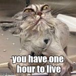 ugly cat bath | you have one hour to live | image tagged in ugly cat bath | made w/ Imgflip meme maker