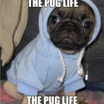This is how we "Roll over! Good boy!" In my 'hood... | I DIDN'T CHOOSE THE PUG LIFE; THE PUG LIFE CHOSE ME | image tagged in pug life,memes | made w/ Imgflip meme maker