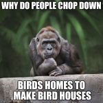 Thinking gorilla | WHY DO PEOPLE CHOP DOWN; BIRDS HOMES TO MAKE BIRD HOUSES | image tagged in thinking gorilla | made w/ Imgflip meme maker