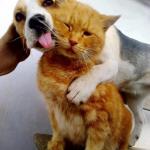 Puppy licks kitty