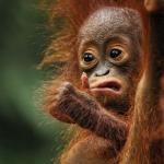 Thumb up monkey