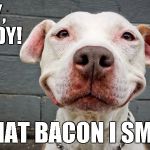 Aaaaand I've just solved the mystery of why dogs are man's best friends... | HEY, BUDDY! IS THAT BACON I SMELL? | image tagged in smiling dog,memes,bacon | made w/ Imgflip meme maker