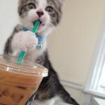 kitten with starbucks iced latte meme