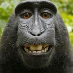 monkey selfie | SAY CHEESE | image tagged in monkey selfie | made w/ Imgflip meme maker