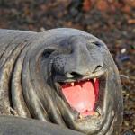 Laughing Sea Lion