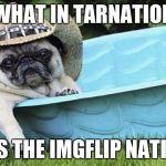 pug what in tarnation | WHAT IN TARNATION; IT'S THE IMGFLIP NATION | image tagged in pug what in tarnation | made w/ Imgflip meme maker
