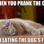 Dead cat | WHEN YOU PRANK THE CAT; INTO EATING THE DOG'S FOOD | image tagged in dead cat | made w/ Imgflip meme maker