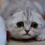 Bewildered Scottish Fold