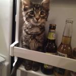 Fridge Cat