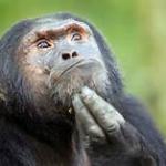 thinker chimp meme