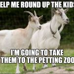 animals | HELP ME ROUND UP THE KIDS, I'M GOING TO TAKE THEM TO THE PETTING ZOO | image tagged in animals,goat memes,zoo,petting,cute animals,humor | made w/ Imgflip meme maker