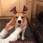 Grumpy Beagle Hates Christmas | HEY GRINCH! CAN YOU STEAL NEW YEAR'S TOO. | image tagged in grumpy beagle hates christmas | made w/ Imgflip meme maker