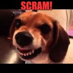 Grumpy Beagle Don't Like Selfies | SCRAM! | image tagged in grumpy beagle don't like selfies | made w/ Imgflip meme maker