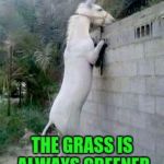 white ass | THEY ARE RIGHT; THE GRASS IS ALWAYS GREENER ON THE OTHER SIDE | image tagged in white ass | made w/ Imgflip meme maker