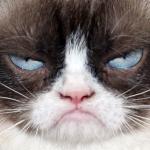 grumpy cats face meme