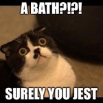 Confused Cats Cake Day | A BATH?!?! SURELY YOU JEST | image tagged in confused cats cake day | made w/ Imgflip meme maker