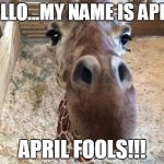 April giraffe | HELLO...MY NAME IS APRIL; APRIL FOOLS!!! | image tagged in april giraffe | made w/ Imgflip meme maker