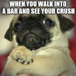 Sassy pug | WHEN YOU WALK INTO A BAR AND SEE YOUR CRUSH | image tagged in sassy pug | made w/ Imgflip meme maker