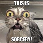 This is Sorcery | THIS IS; SORCERY! | image tagged in surprised cat | made w/ Imgflip meme maker
