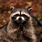 Evil Plotting Raccoon meme