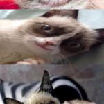 Bad Pun Grumpy Cat meme