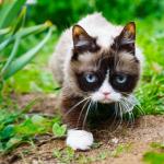 Grumpy Cat in a Jungle! meme