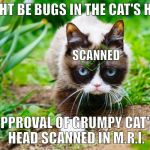 Grumpy Cat in a Jungle! | MIGHT BE BUGS IN THE CAT'S HEAD; SCANNED; APPROVAL OF GRUMPY CAT'S HEAD SCANNED IN M.R.I. | image tagged in grumpy cat in a jungle | made w/ Imgflip meme maker