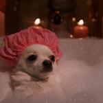 Chihuahua Bubble Bath