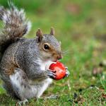 Strawberry Squirrel