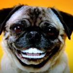 smiling pug