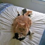funny cats | OH THEY SEE US JUST IGNORE HIM | image tagged in funny cats | made w/ Imgflip meme maker
