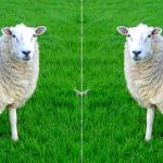 Two Sided Sheep meme