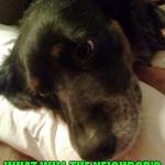 First World Dog Problems  | MY OWNERS BOUGHT THE "MEMBER'S CHOICE" BRAND OF DOG FOOD; WHAT WILL THE NEIGHBOR'S POODLE THINK OF ME NOW? | image tagged in first world dog,lynch1979,dog memes | made w/ Imgflip meme maker