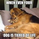 Tiered dog | WHEN EVEN YOUR; DOG IS TIERED OF LIFE | image tagged in tiered dog | made w/ Imgflip meme maker