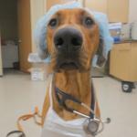 Dog Doctor