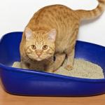 Litterbox meme