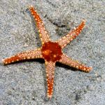 starfish