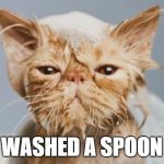 Greyjoy wet cat | WASHED A SPOON | image tagged in greyjoy wet cat | made w/ Imgflip meme maker